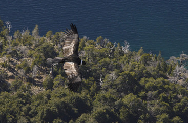 Andean condor flying over the forest 