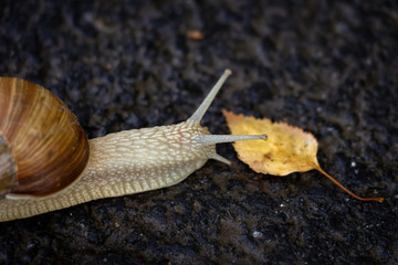 Detail of a snail on a road with a leaf