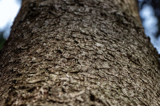 Up View Of Spruce Tree Bark