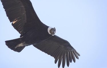 Andean Condor, a large bird that lives along the Andes mountain range.