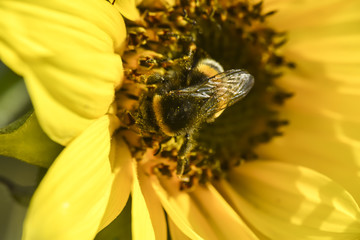 Bumblebee bee collects pollen from a yellow sunflower summer macro