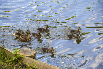 black-brown duck mother with small ducklings in  blue pond water