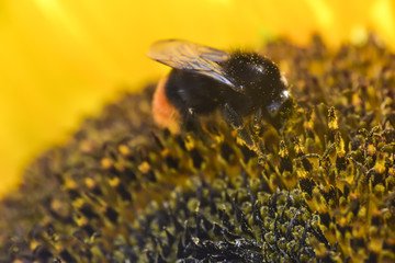 Bumblebee bee collects pollen from a yellow sunflower summer macro