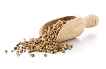 Raw, unprocessed organic coriander or cilantro seeds in wooden scoop on white