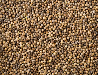 Background of raw, unprocessed organic coriander or cilantro seeds