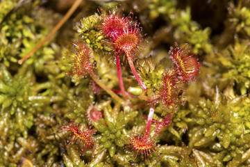 Sundew plant in a peat bog on Mt. Sunapee.