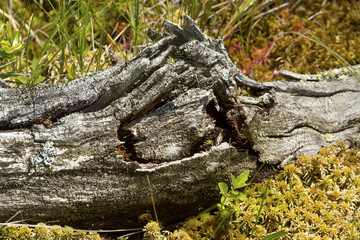 Log in a bog on Mt. Sunapee in New Hampshire.
