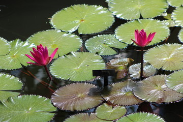 Lotus