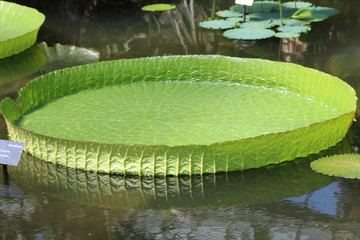 Lotus Tray