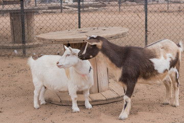 Two, white and tan male, and all white female bearded, blue eyes, standing Nigerian dwarf pet goats, friendly relations, mother and son