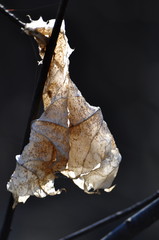 Сердце осени