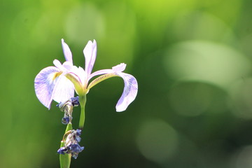 Flower4