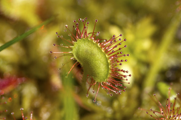 Closeup of sundew leaves in a New Hampshire bog.