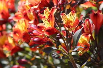 FireFlower