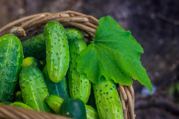 Basket with cucumbers. Autumn harvesting. Summer harvest. Blanks for the winter. Basket of vegetables. Fresh cucumbers