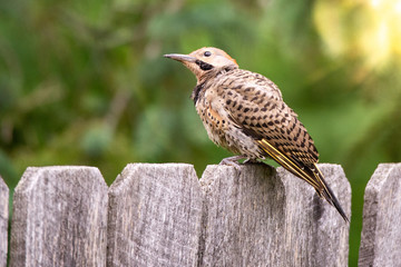Northern Flicker