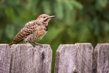 Northern Flicker