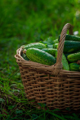 Basket with cucumbers. Autumn harvesting. Summer harvest. Blanks for the winter. Basket of vegetables. Fresh cucumbers