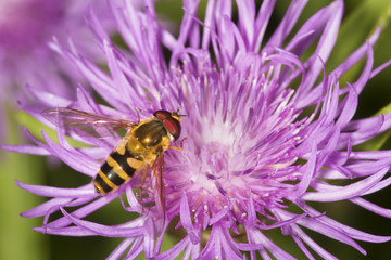 Closeup of a hover fly on a lavender bergamot flower.