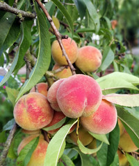 Tree branch with peach fruit