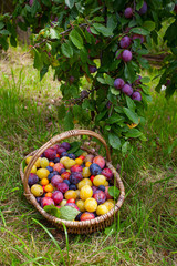 assortment of plums in a basket