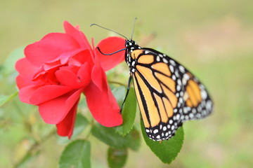 Male Monarch Butterfly on Red Rose