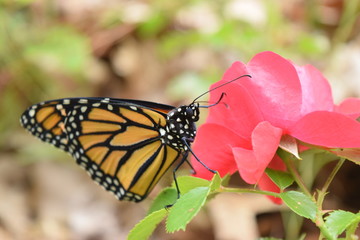 Male Monarch Butterfly on Red Rose