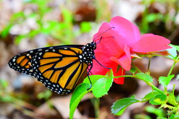 Male Monarch Butterfly on Red Rose