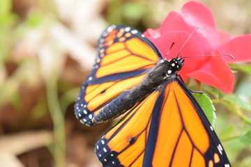 Male Monarch Butterfly on Red Rose