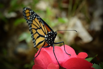 Male Monarch Butterfly on Red Rose