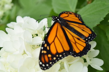 Monarch Butterfly