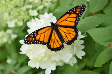 Fototapeta na wymiar Monarch Butterfly