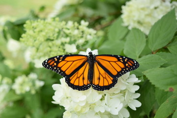 Obraz premium Monarch Butterfly