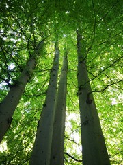 Tree trunk with a crown of branches on the background of sunlight