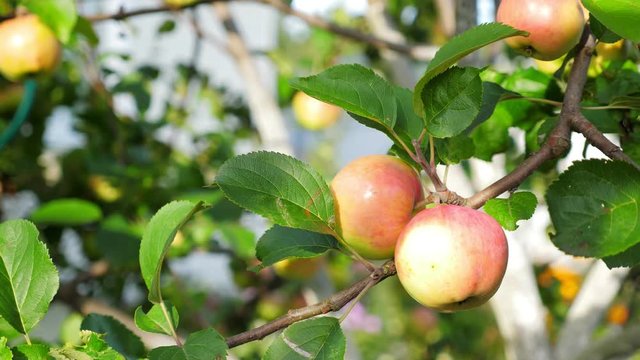 Ripe apples growing on tree at the garden