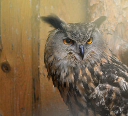 Eurasian owl