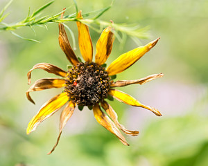 A typical Asteraceae perennial plant showing the individual yellow flowers. 