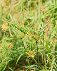 Blooming grass in the National Wildlife sanctuary park.