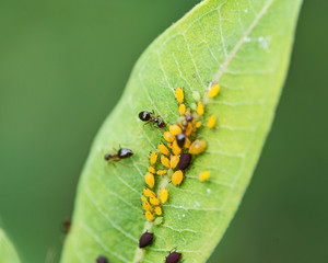 Aphids (Aphidoidea superfamily) feed on the sap of plants and secrete a sugary substance called honeydew. Ants milk aphids for this sticky resin.