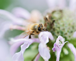 Honeybee (Apis Mallifera) gathering nectar and pollen on flowers.
