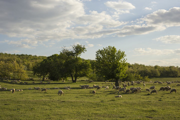 Fototapeta premium A herd of goats and sheep. Animals graze in the meadow. Mountain pastures of Europe.