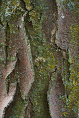 Texture of tree bark or rhytidome like art background