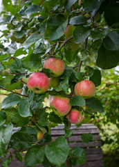 apples growing