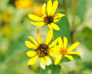 A typical Asteraceae perennial plant showing the individual yellow flowers. 