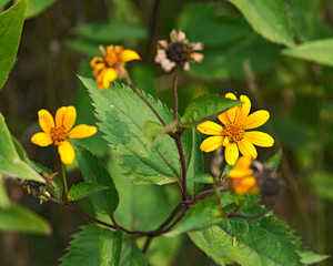 A typical Asteraceae perennial plant showing the individual yellow flowers. 