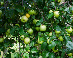 apples growing