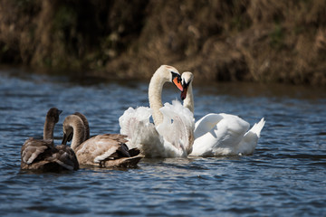 Mute Swan, Swans, Cygnus olor