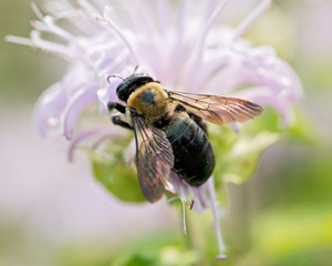 Honeybee (Apis Mallifera) gathering nectar and pollen on flowers.