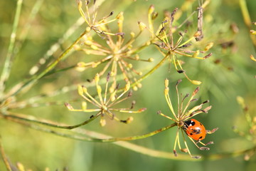 Marienkäfer auf Dillblatt 2