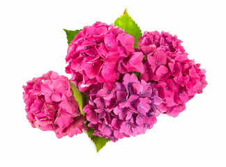 pink hydrangea isolated on white